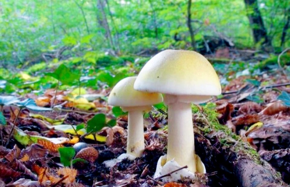 Похожа на шампиньон и сыроежку