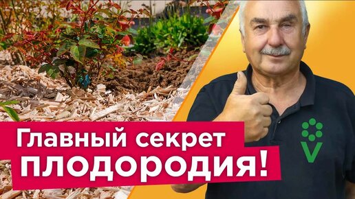 Гораздо лучше, чем навоз! Что внести в почву осенью, чтобы стала рыхлой и плодородной