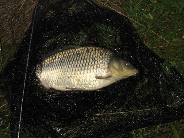 Фото с сайта: https://avatars.dzeninfra.ru