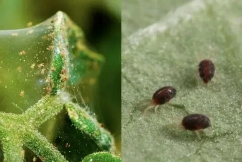 Цветочный клещ