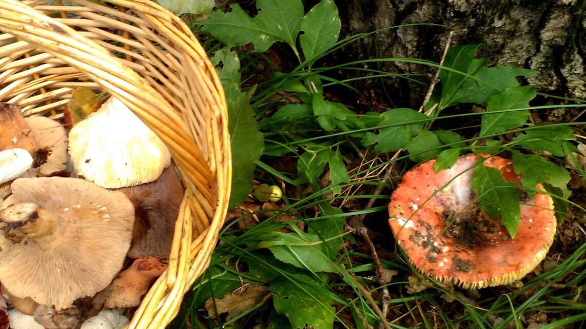     Депутат Государственной Думы России от Татарстана Айдар Метшин предложил приравнять мухоморы к наркотикам. Ранее стало известно, что их в Казани продают в виде биологически активных добавок. Об этом пишет Telegram-канал «В Казани Поймут».