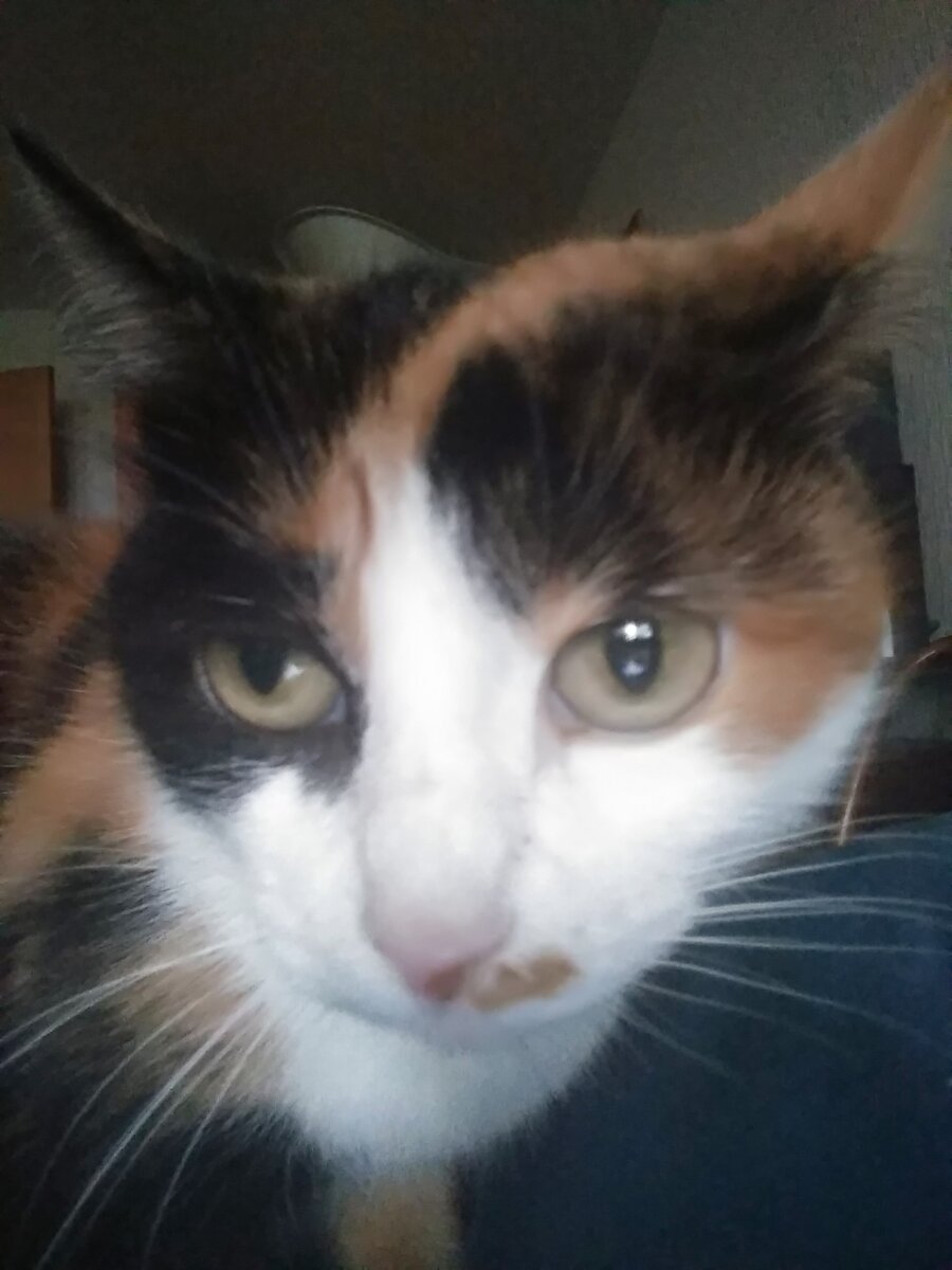 Моя девочка