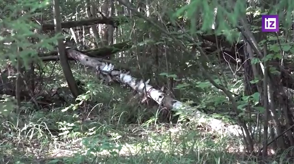 Фото: скриншот видео "Известий"