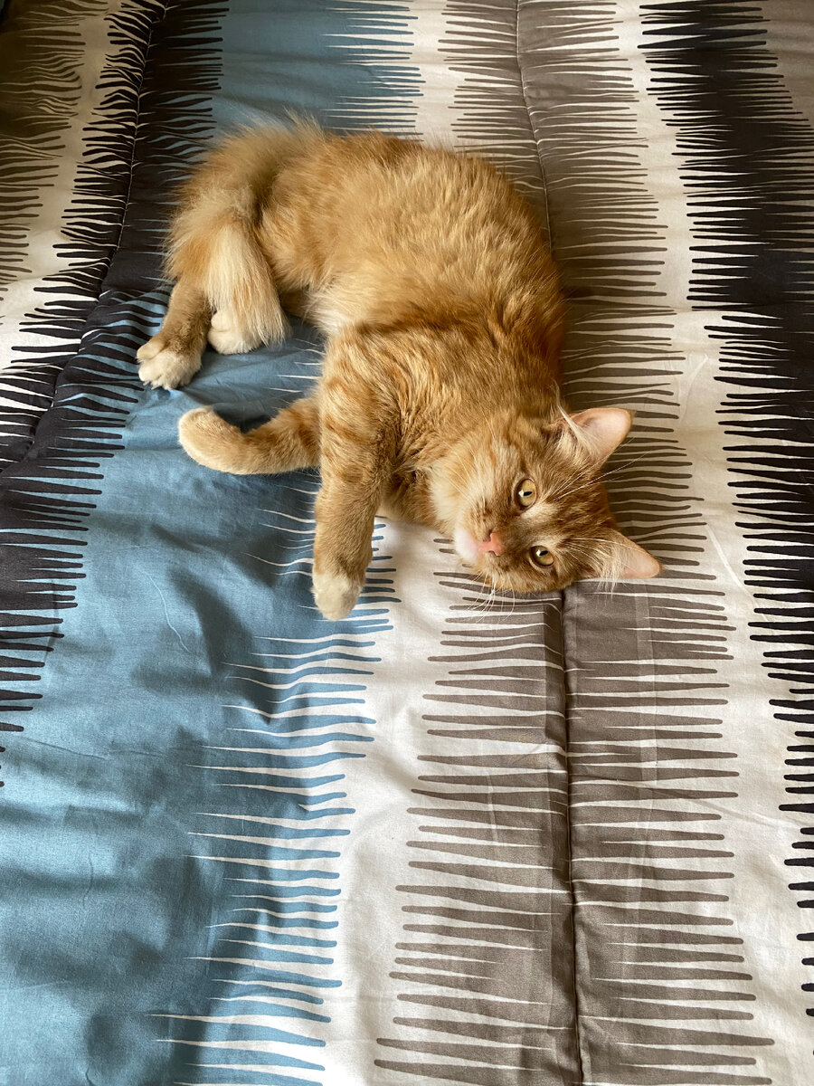 Шерстяной домочадец