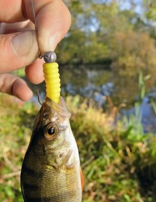Размер силиконовой приманки для ловли окуня в мае не превышает 10 сантиметров. В данном случае рекомендуется выбирать приманки из «съедобного» силикона, так как они считаются наиболее уловистыми. Повысить эффективность силиконовой приманки можно пропитав её специальным аттрактантом с пряным или животным вкусом.