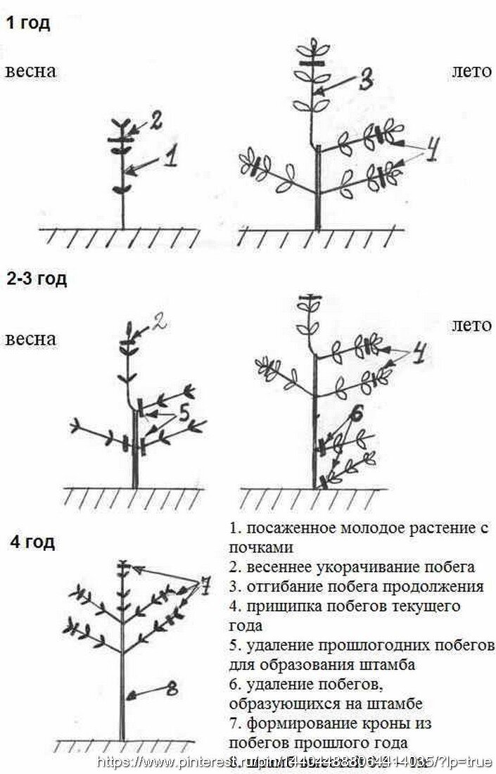 Схема обрезки гортензии метельчатой весной по годам