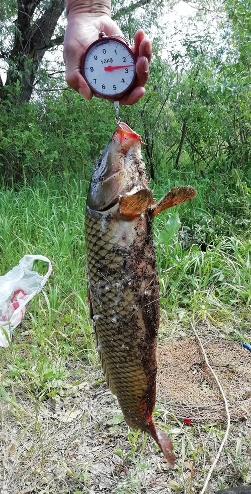 Сазан с последней рыбалки. 12.06.19г.