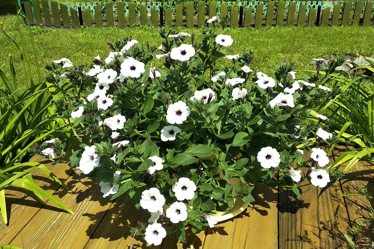 петуния сильвер фаворит. петуния гигантская каскадная тайфун f1 парпл. каскадная петуния тайдал. петуния гигант каскадная тайфун сильвер. петуния гигантская каскадная тайфун f1 черри.