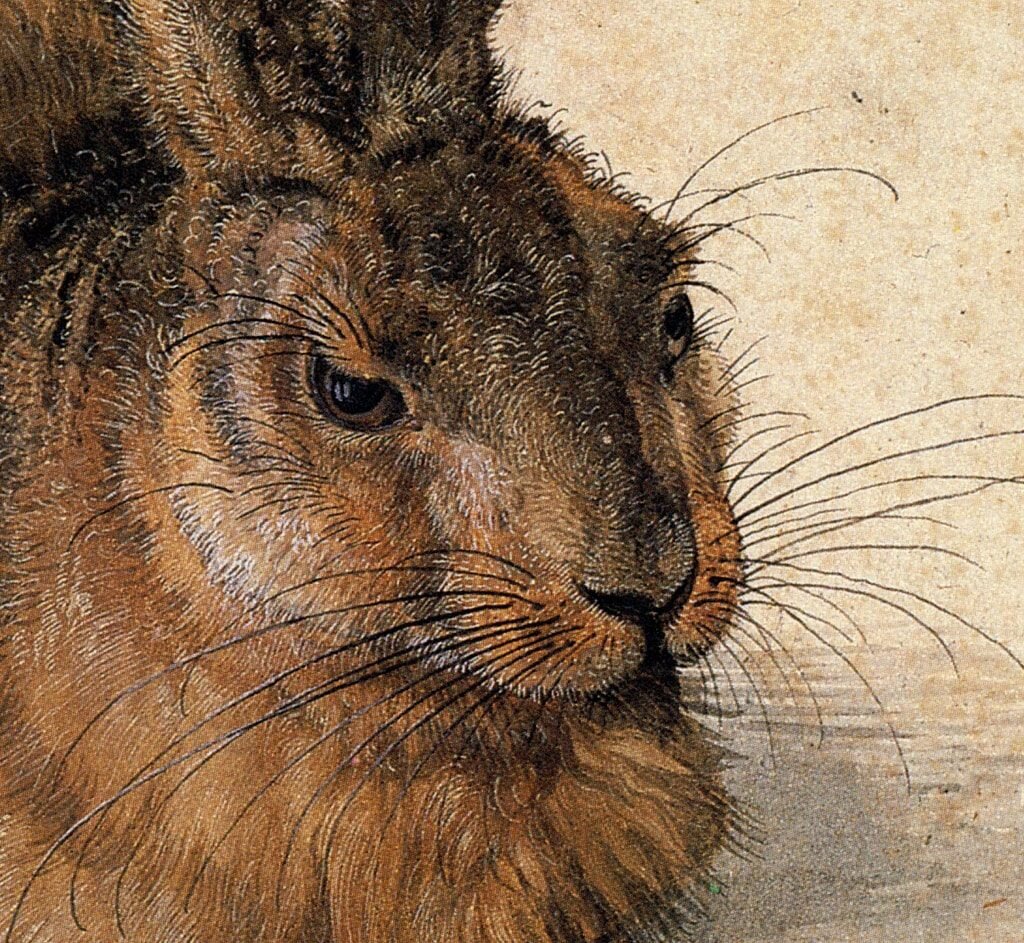 Альбрехт Дюрер. "Заяц" . Фрагмент