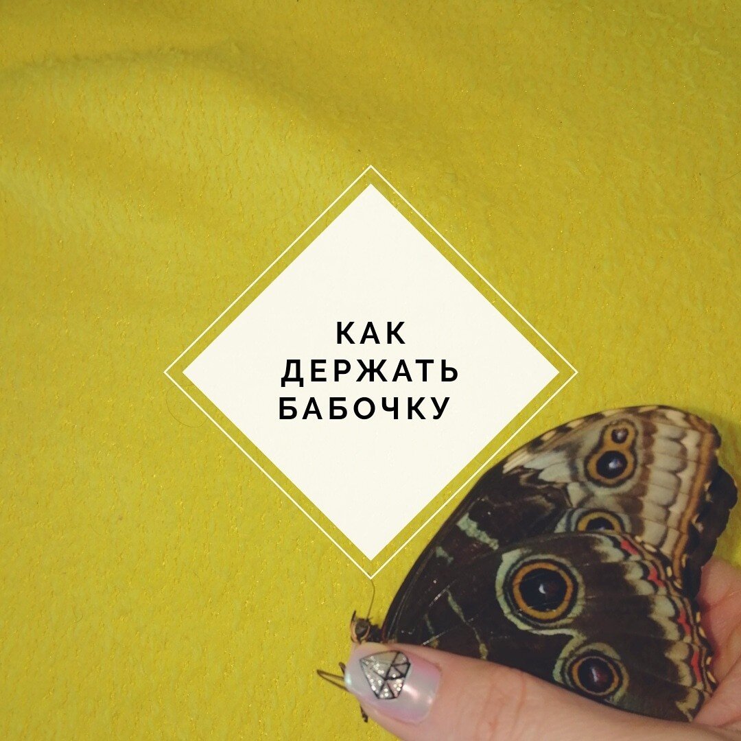 Поговорим о самом ответственном моменте 😁 О том, как поймать и как держать бабочку 😉
Не бойтесь! Это 90% успеха 👍🏻
Бабочки существа очень нежные и обращаться с ними нужно соответственно😉
🦋🦋🦋
Брать бабочку за крылья нельзя, есть риск, что кусочек этих самых крыльев останется у Вас в руках.

Бабочку нужно брать за грудку, у самого основания крыльев.
Держать крепко, но не сдавливать сильно 👌
Смотрите фото ☝️
✨✨✨
А теперь лайфхак для тех, кто боится навредить бабочке 😁
🔻
Бабочка переползёт на Ваш палец или ломтик апельсина, если Вы ей просто поднесёте его к передним лапкам 😉
🔸🔸🔸
Минус этого способа в том, что в любой момент бабочка может от Вас улететь 🤫
❤️
Пользуйтесь не благодарите 😁😁😁