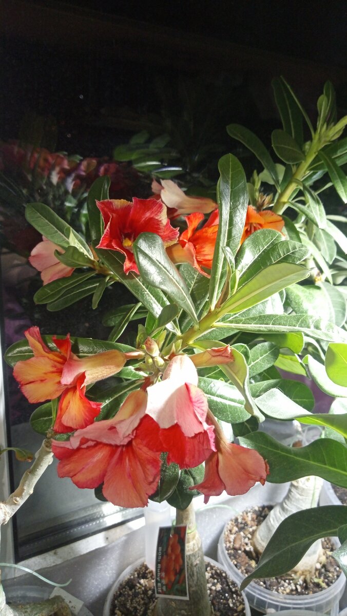 Букет на каждой ветке у Adenium Ruby Elf. Обильно цветущий сингл ( один ряд лепестков). Цветы меняют окрас в зависимости от возраста и интенсивности освещения.