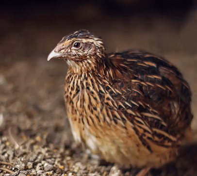 Семейная ферма "Птичье царство"