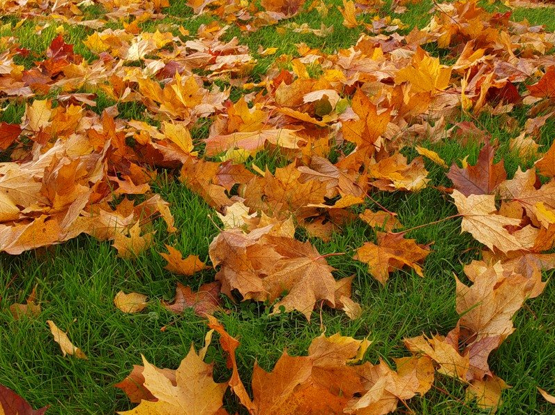 Запах листьев осенью. Опавшая листва. Куча листвы. Куча осенних листьев. Листовой опад.