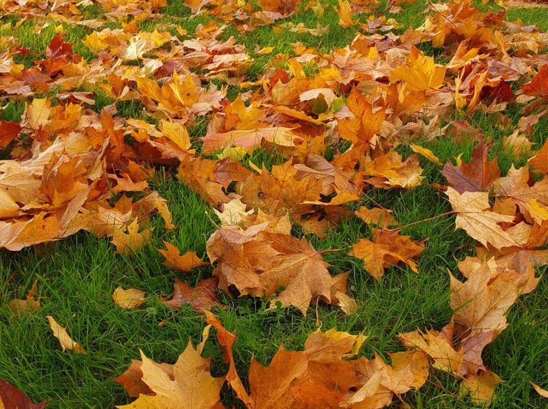 Leaves are covered. Опавшая листва. Куча листвы. Куча осенних листьев. Листовой опад.