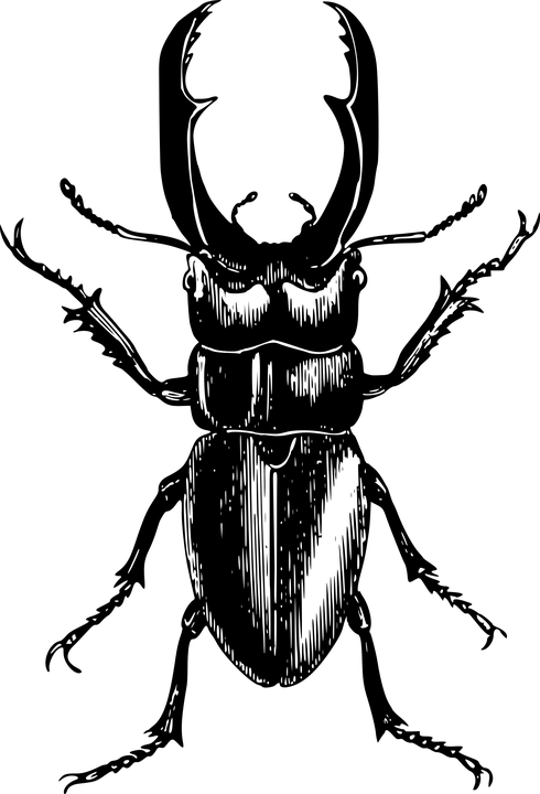 https://cdn.pixabay.com/photo/2017/01/31/23/21/animal-2028129_960_720.png
