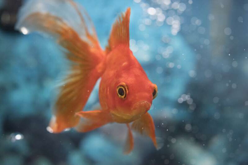  © Roberto Machado Noa.  Золотая рыбка, выпущенная из домашних аквариумов, вырастает до гигантских размеров и создает проблемы