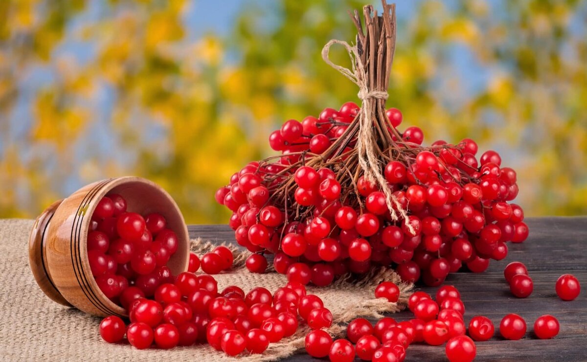 В плодах растения содержатся разные виды сахара, дубильные вещества, флавоноиды, а также валериановая, аскорбиновая, пальмитиновая и каприловая кислоты.