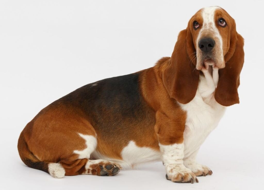 Яндекс. Картинки.