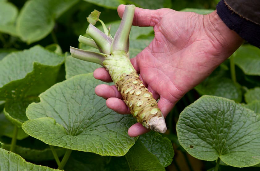 Фото и видео компании The Wasabi Company