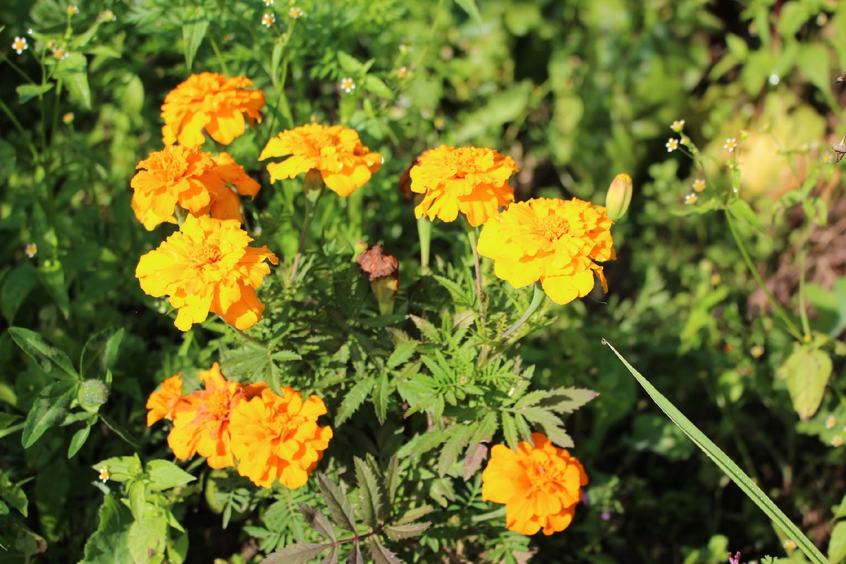 солнечный цвет