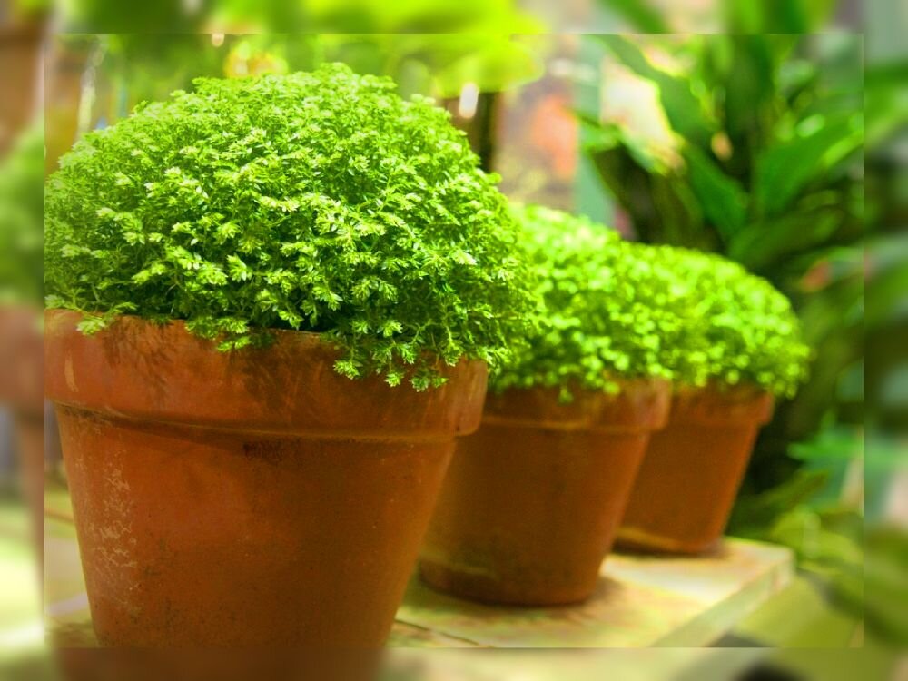 Селагинелла