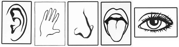 Схема глаз рука. Органы чувств для дошкольников. Органы чувств человека для дошкольников. Корточки органы чувств. Органы чувств рисунок.