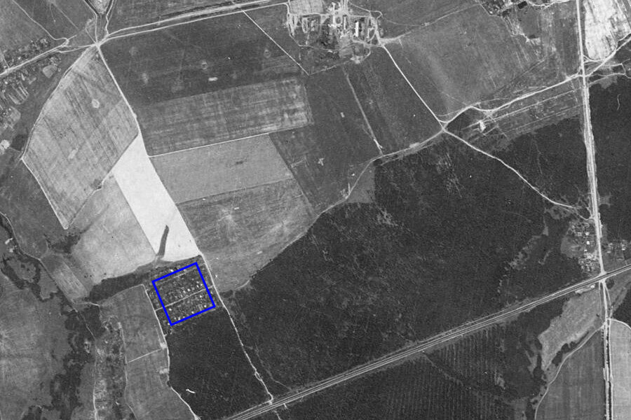 Почему в России нет старых деревьев