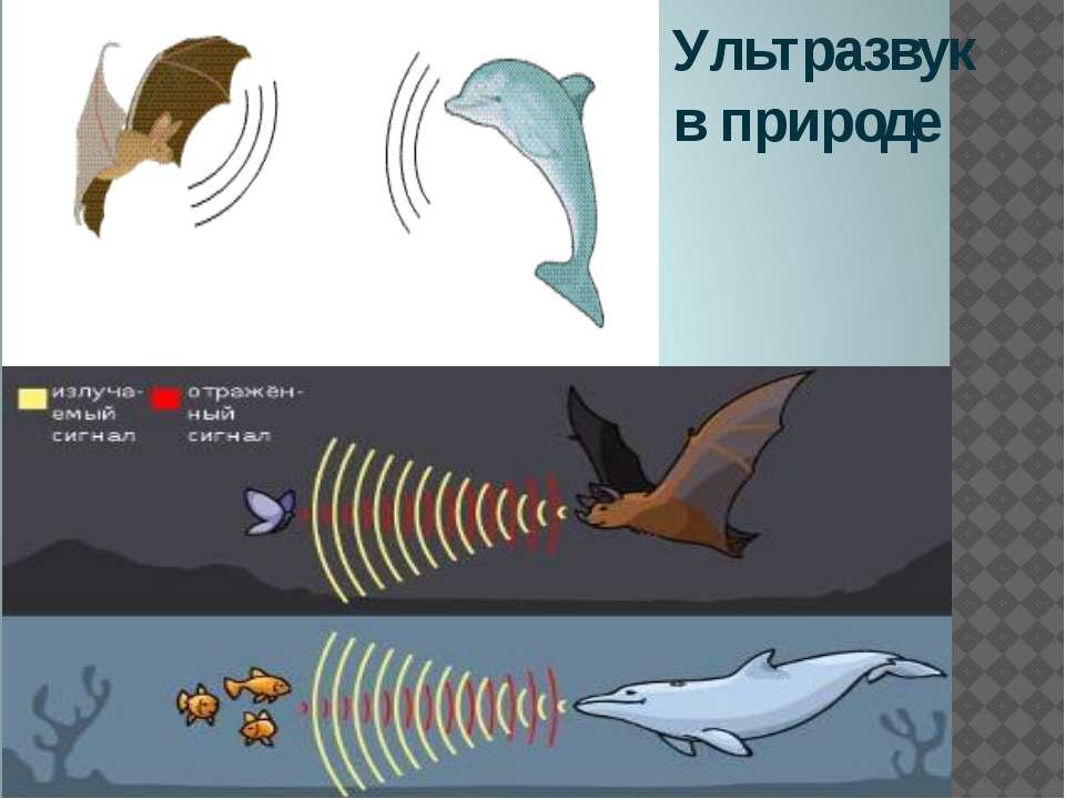 Что такое ультразвук презентация