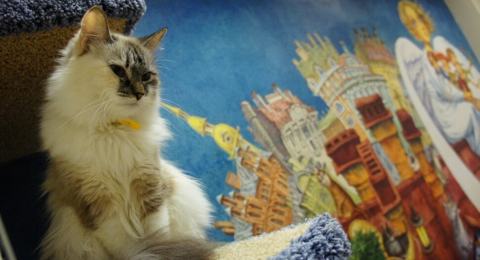 Музей «Республика кошек»