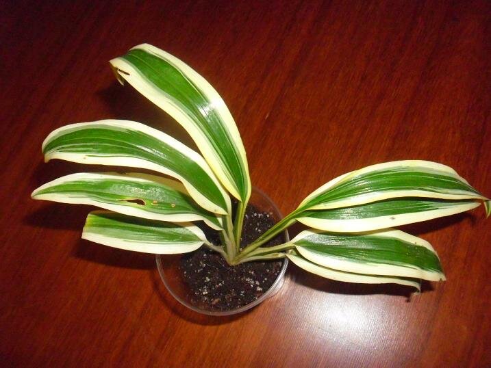 Chlorophytum SP Charlotte