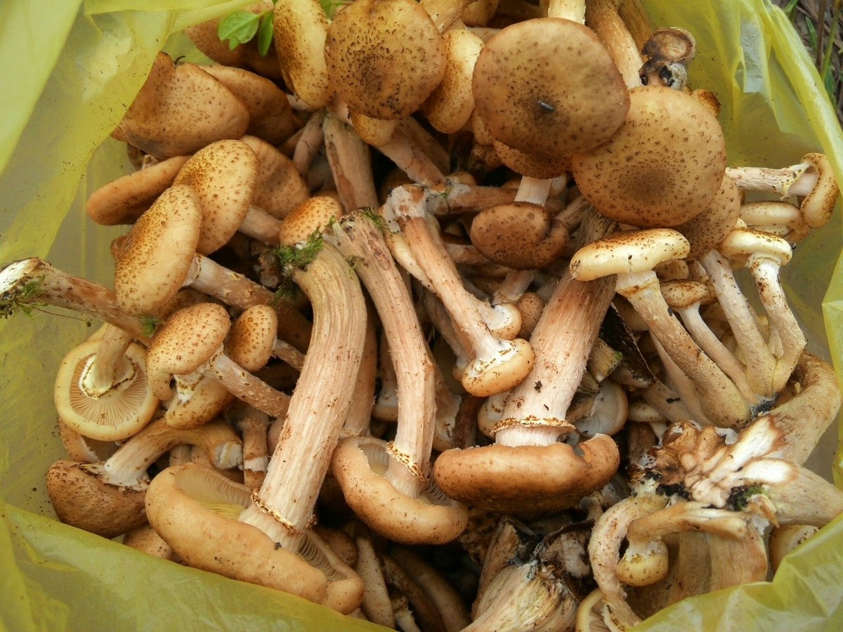 Мои первые опята 27 Jul 2015 