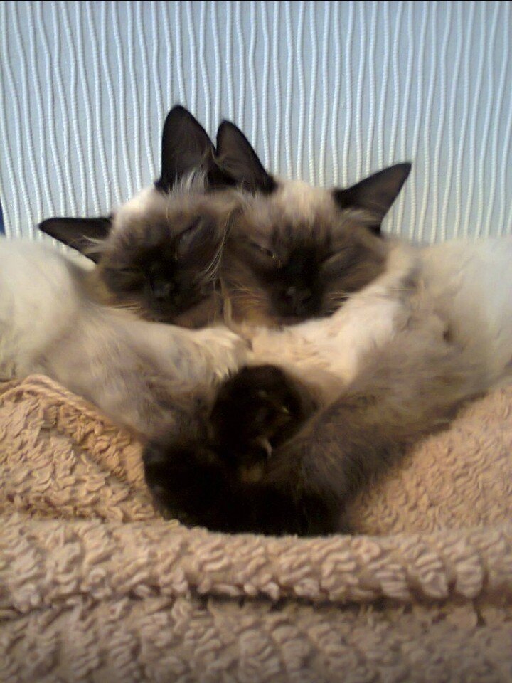 Кошачье сердце 