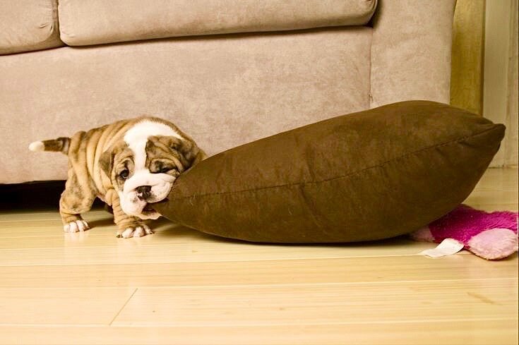 Собака грызет вещи