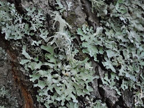 цетрария исландская