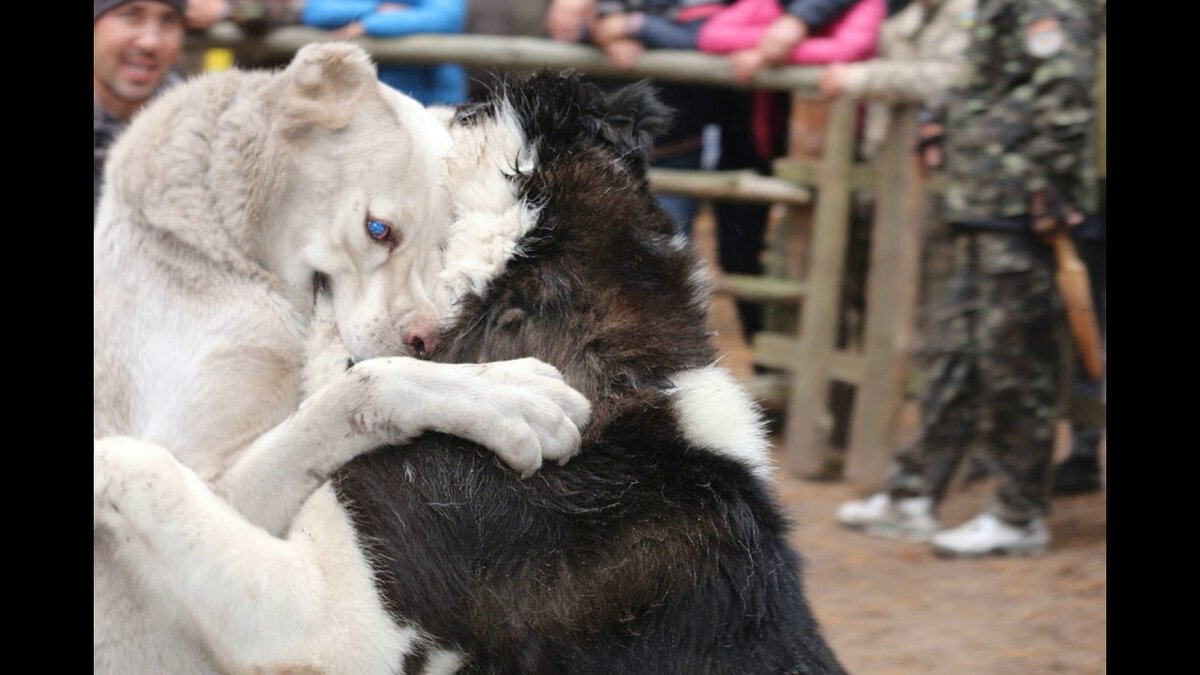 тестовые испытания