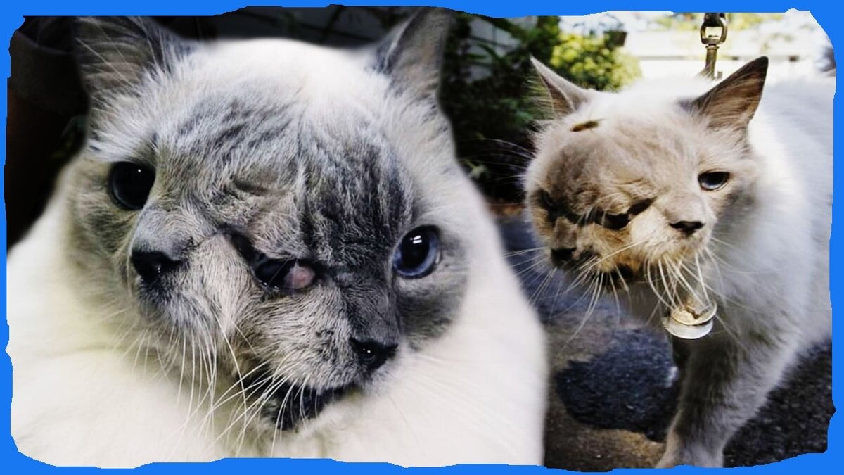 Фрэнк и луи. Фрэнк и луи. Янус кот фрэнк и луи. Кот 2 головы. Кот 2 головы.
