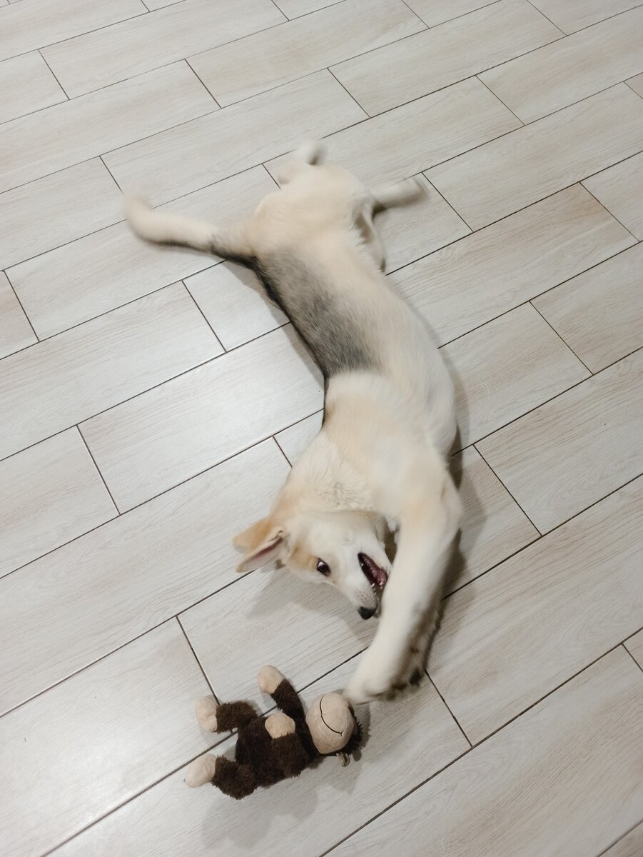 Бадди - наш любимчик