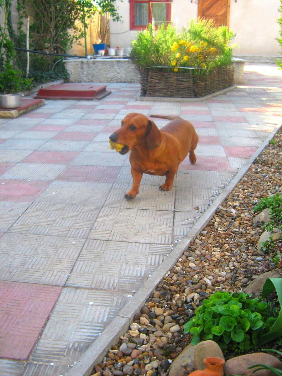 Сосиска с любим мячиком