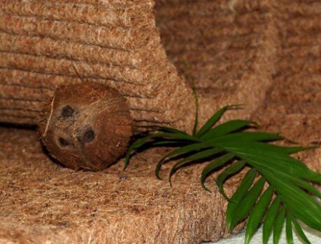 Кокос в матрасах