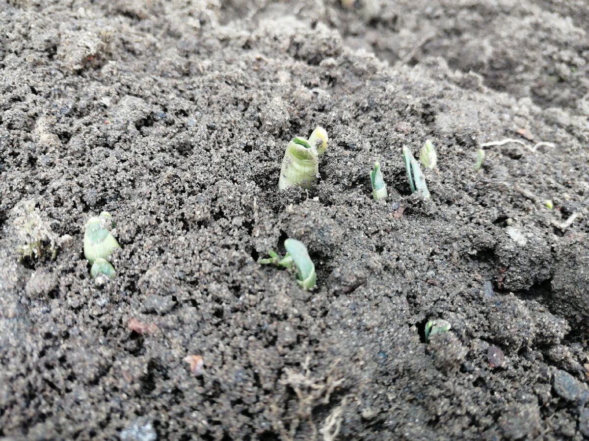 Нарциссы 23 Декабря шок. 