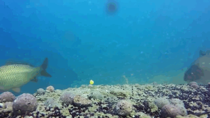 Сазанчик на бойл