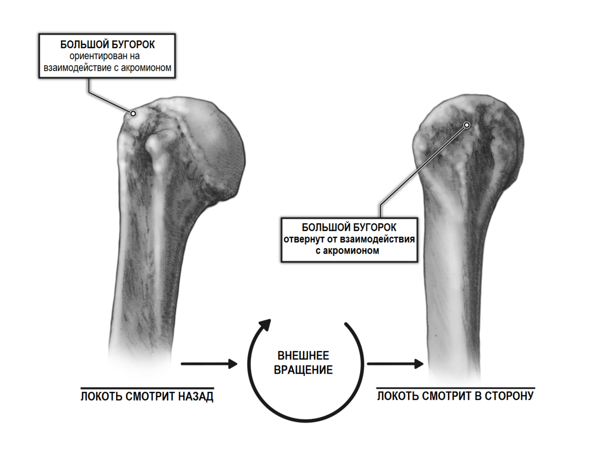 Большая кость плеча. Перелом бугра головки плечевой кости. Большой бугор плечевой кости анатомия.