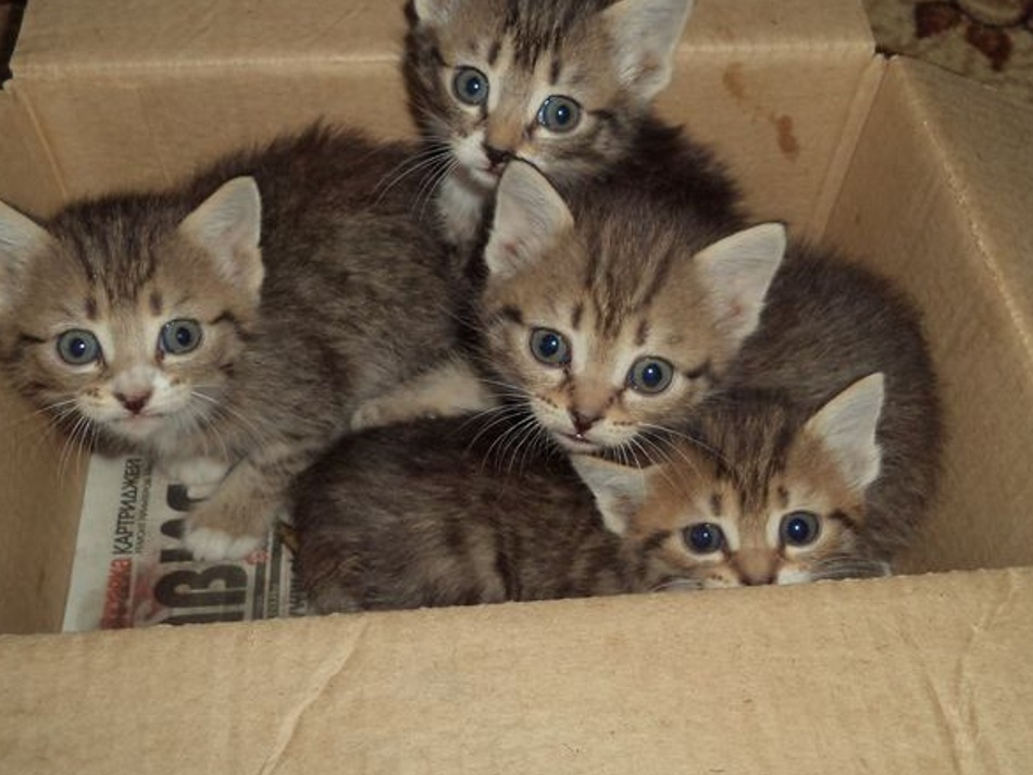 Коробка с котятами. Брошенные котята в коробке. Много котят. Маленькие котята в коробке. Котята в добрые самара