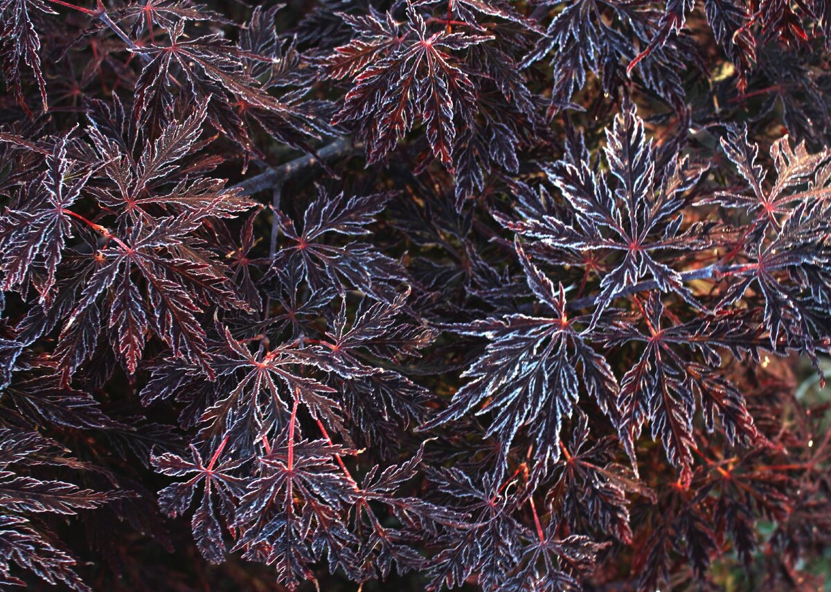 Листва клена Acer palmatum dissectum atropurpureum, первый заморозок в конце сентября в моем саду под Петербургом.