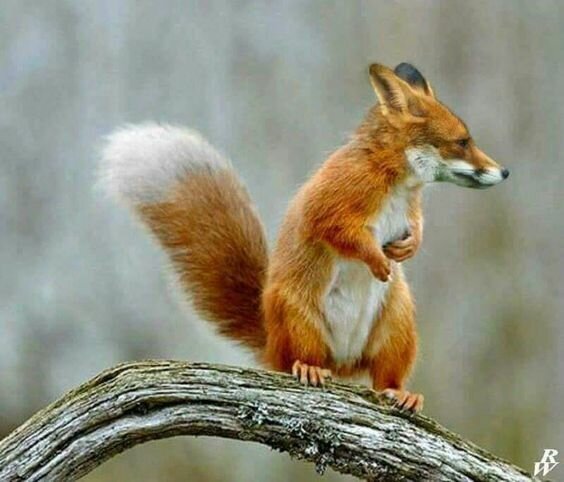 Белиса хитрохвостка