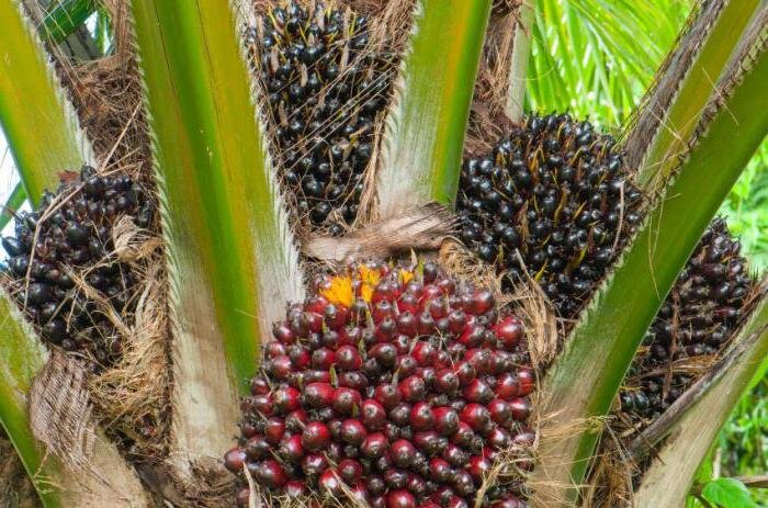 Из плодов масличной пальмы производят  пальмовое масло Первого сорта, из мякоти древесины - второго сорта.