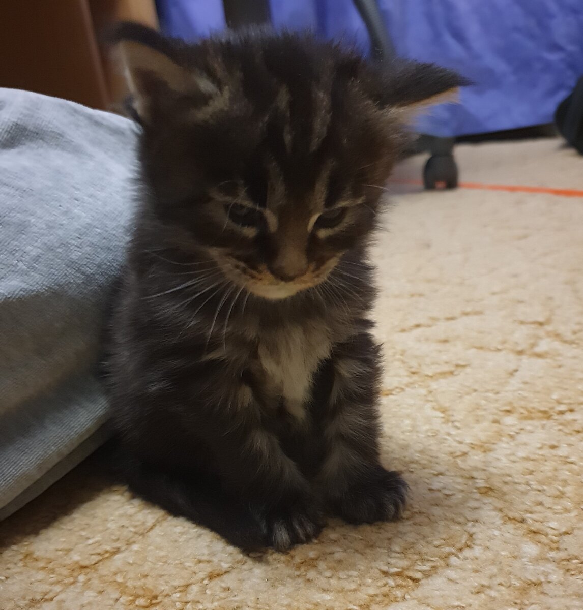 Когда мама не разрешает делать свои дела мимо лотка...