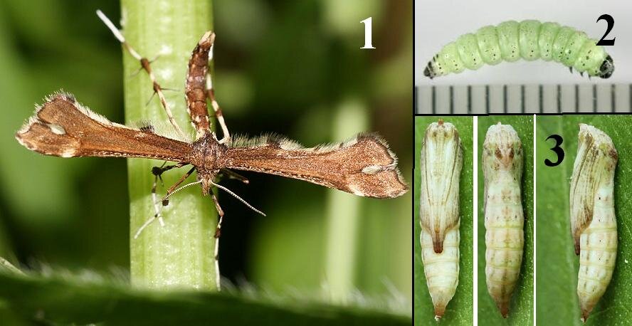 Бабочка пальцекрылки (Platyptilia sp.) при откладке яиц, гусеница артишоковой и куколка мать-и-мачеховой пальцекрылок