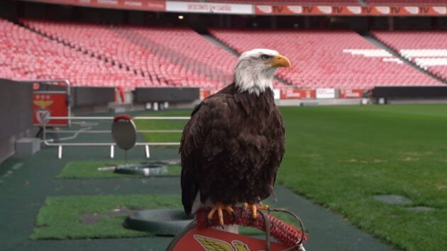 Орёл - символ "Бенфики"