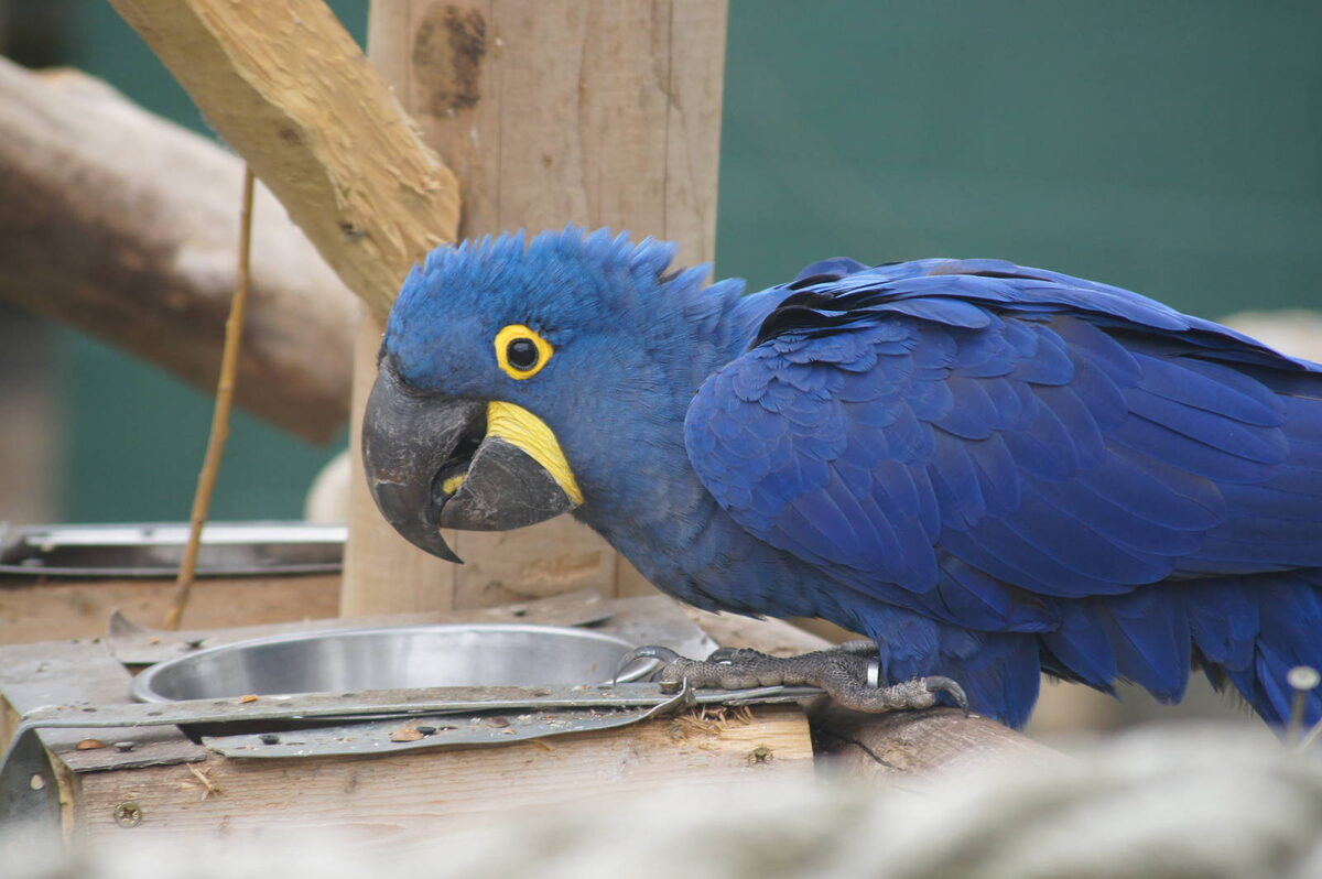 "Яндекс.Картинки"